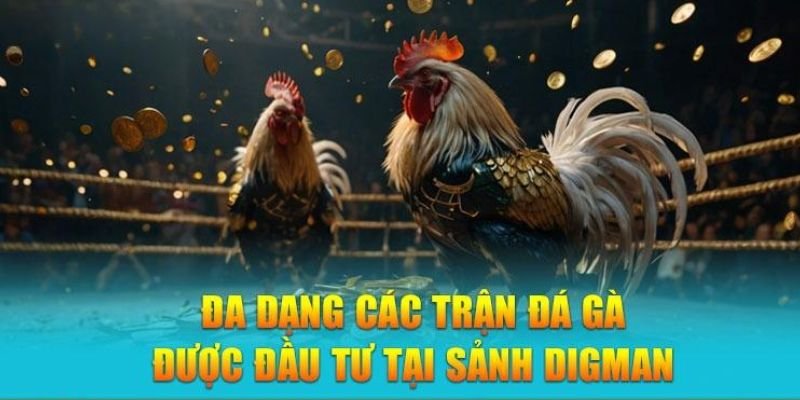 Dgimaan - Thế Giới Đá Gà Trực Tuyến Hàng Đầu 7 DGIMAAN cung cấp đa dạng các trận đá gà