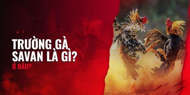 Quy Định Luật Chơi Đá Gà Sv388 : Hướng Dẫn Chi Tiết 5 Trường gà savan là gì?